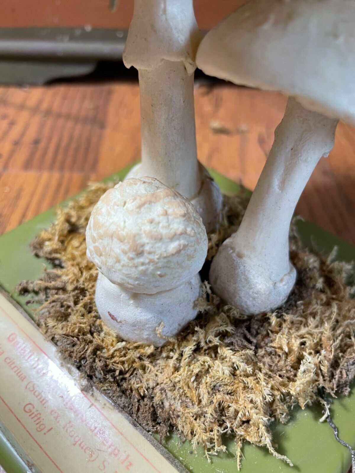 photo for sale Vintage Somso False Death Cap Mushrooms Educational Model Fungus School Model