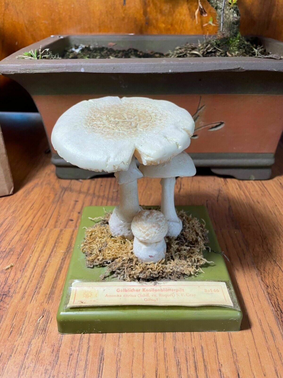 photo vinterior Vintage Somso False Death Cap Mushrooms Educational Model Fungus School Model