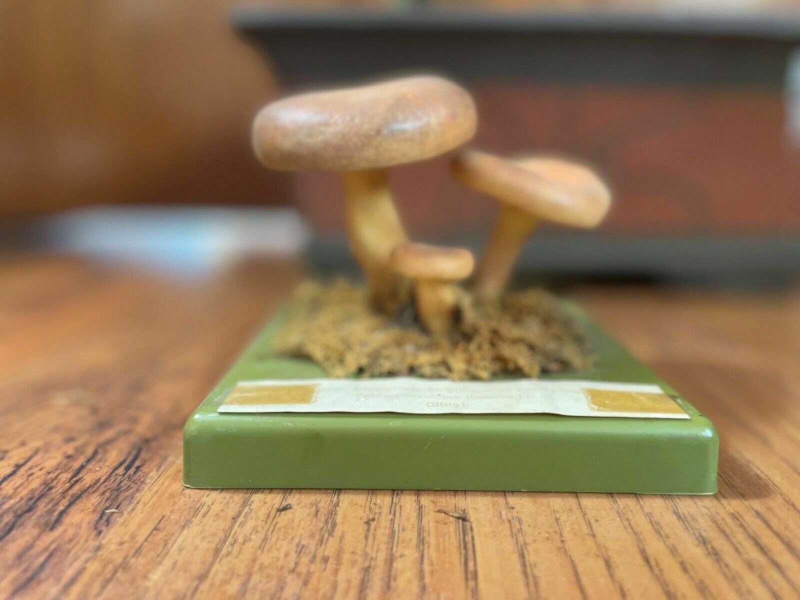 Vintage Somso Brown Roll Rim Mushrooms Educational Model Poisonous Fungus