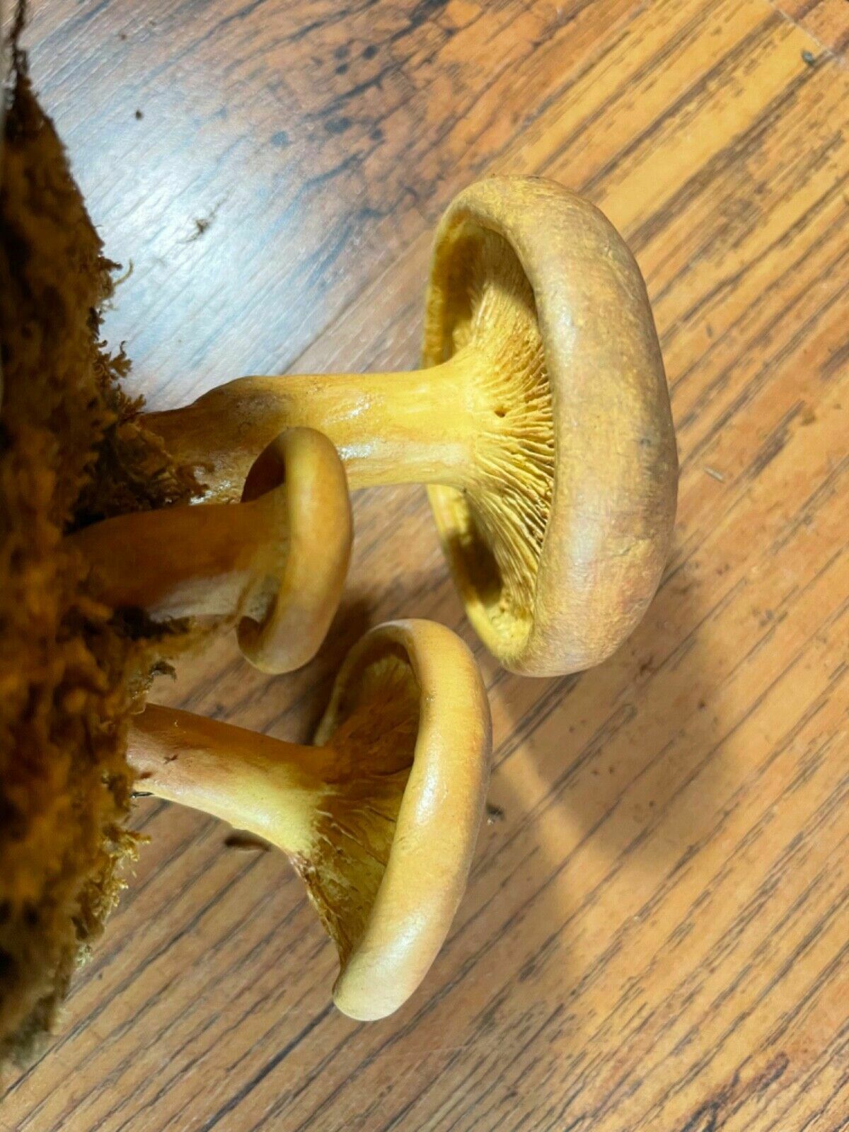 Art Vintage Somso Brown Roll Rim Mushrooms Educational Model Poisonous Fungus photo
