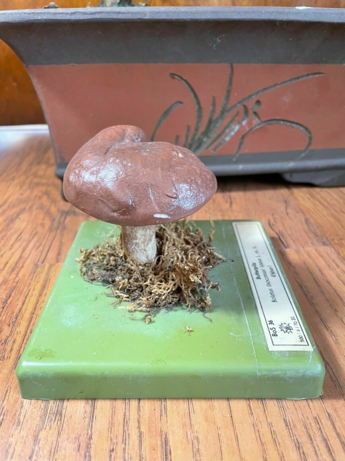 Vintage Somso Slippery Jack Mushrooms Educational Model Edible Fungus photo Art