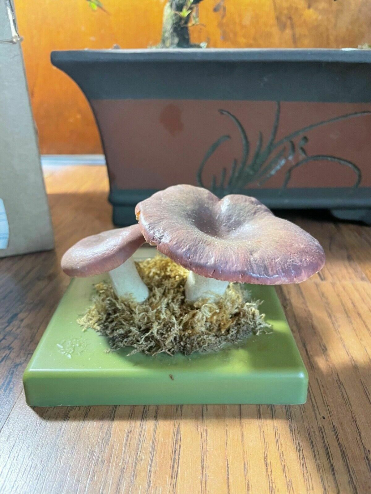 Vintage Somso Bare Toothed Russula Mushroom Educational Model Fungus Flirt photo for sale