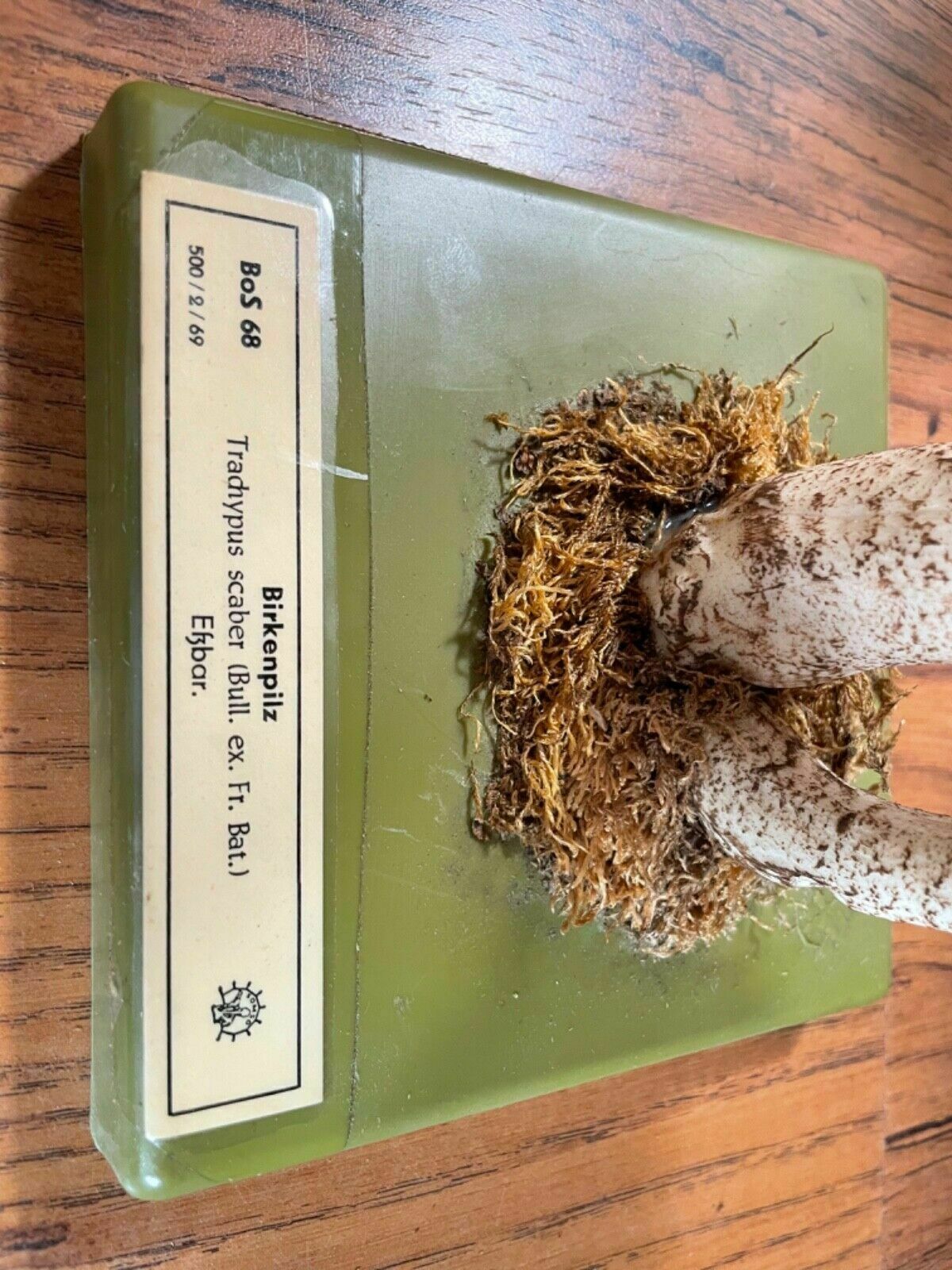 Vintage Somso White Birch Bolete Mushroom Educational Model Fungus Toadstool photo buy
