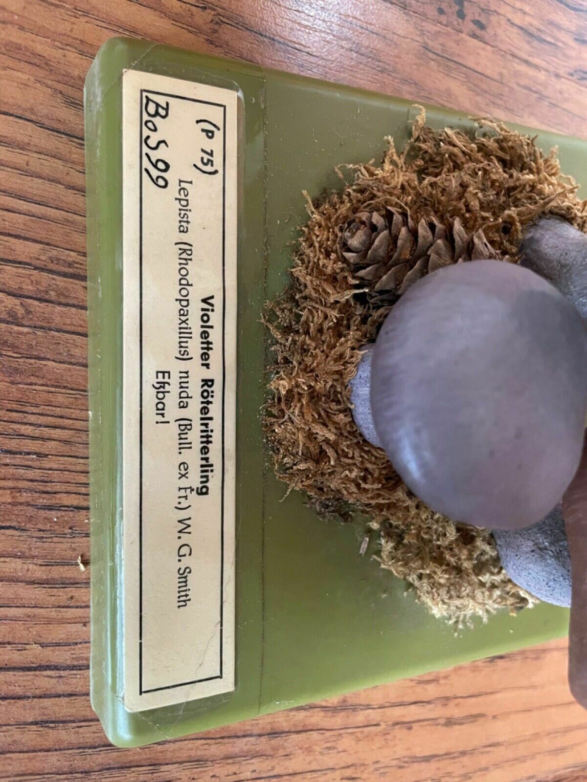 Vintage Somso Panther Cap Mushroom Educational School Model Fungus Amanita photo buy