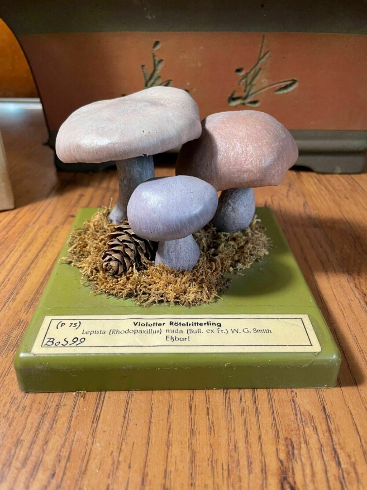photo buy Vintage Somso Panther Cap Mushroom Educational School Model Fungus Amanita