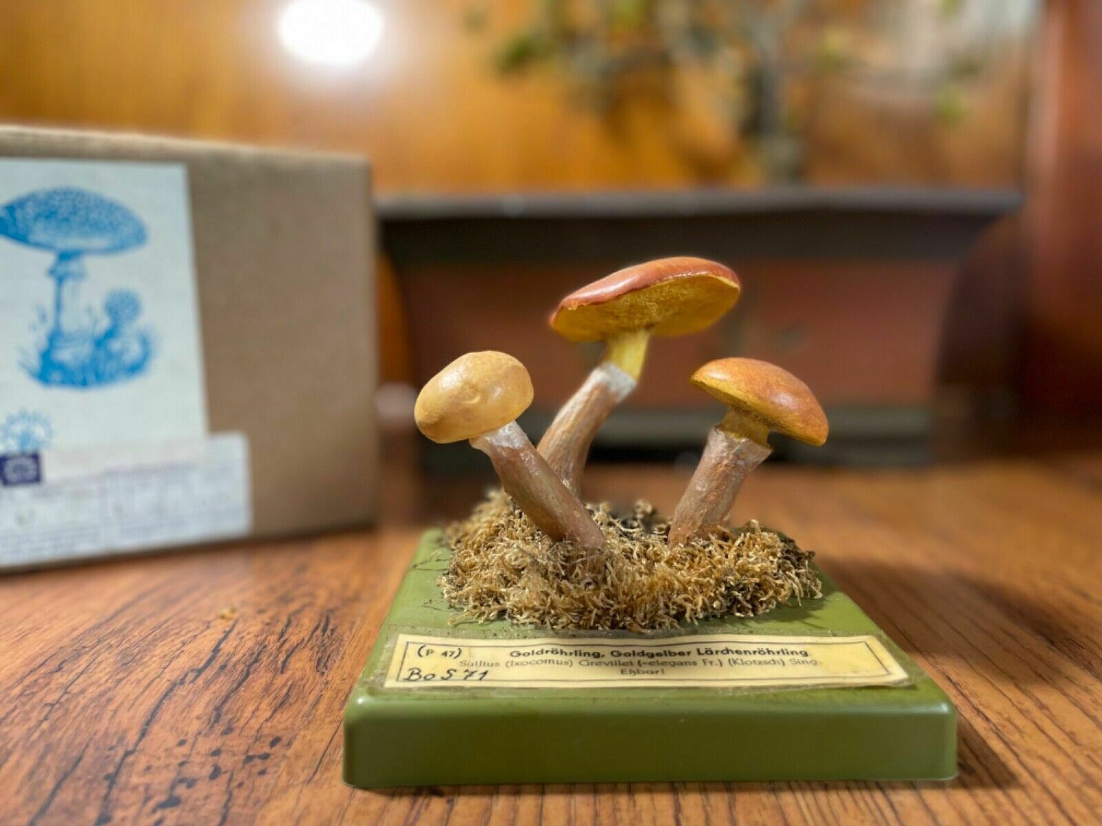 Vintage Somso Larch Bolete Mushrooms Educational School Model Fungus Grevilles