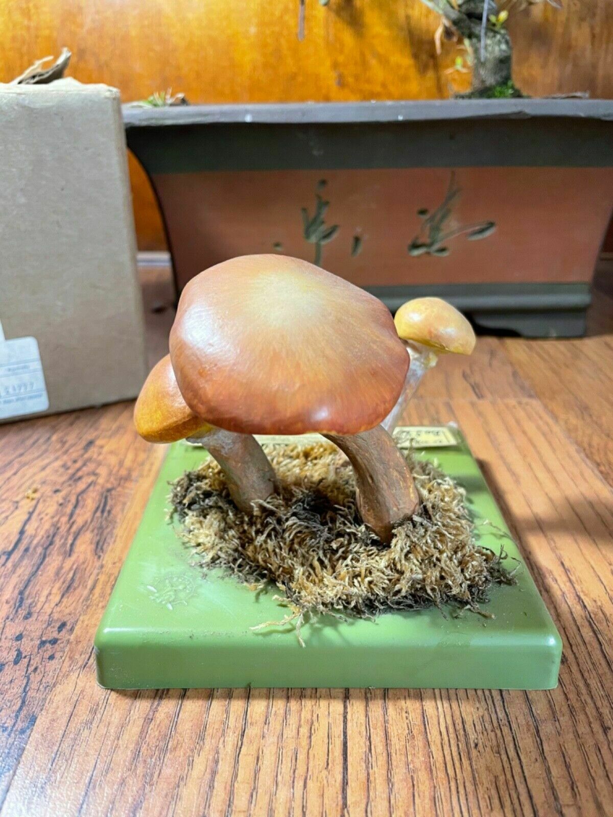 Vintage Somso Larch Bolete Mushrooms Educational School Model Fungus Grevilles photo for sale