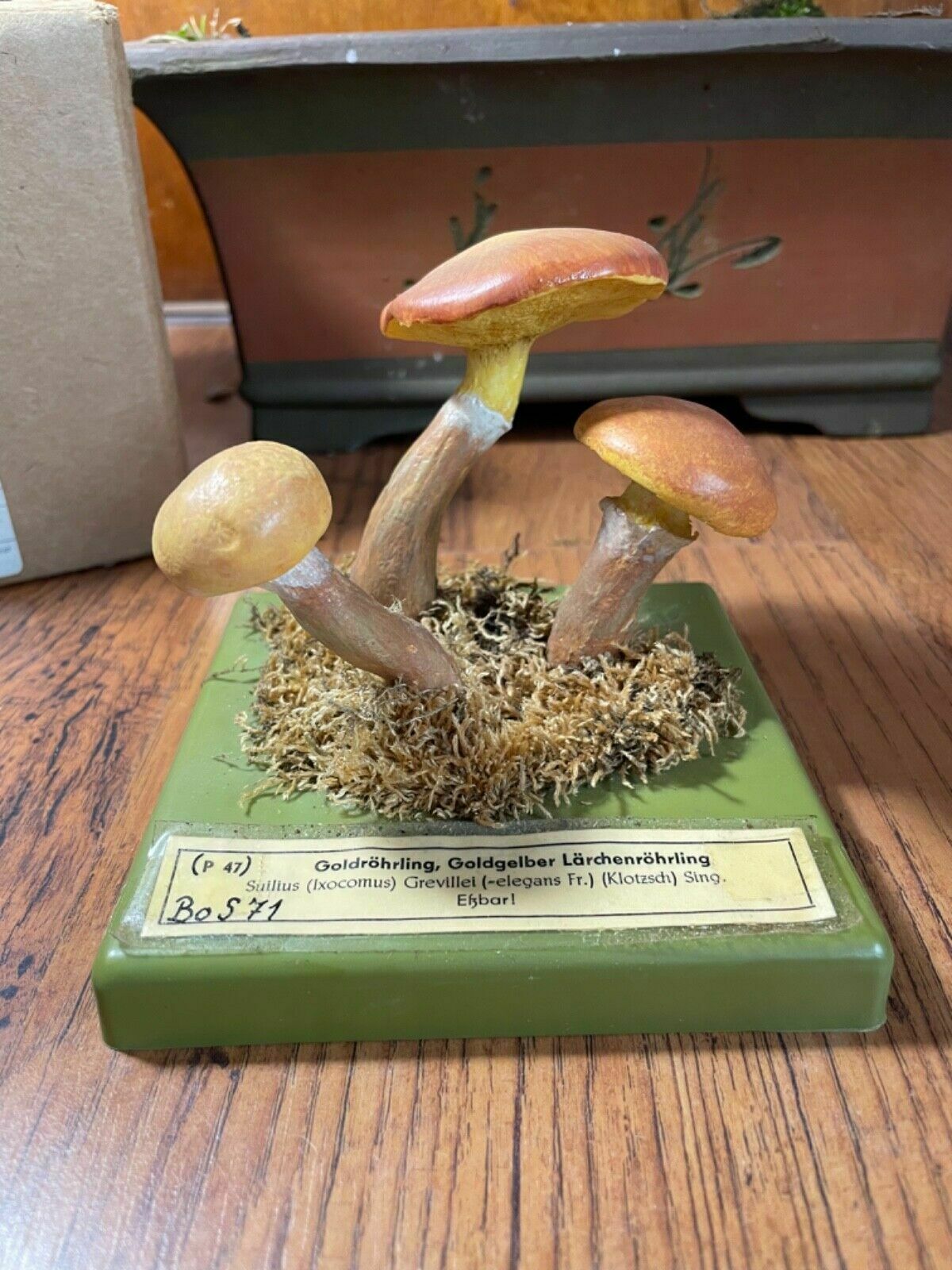 Vintage Somso Larch Bolete Mushrooms Educational School Model Fungus Grevilles photo Home Decor