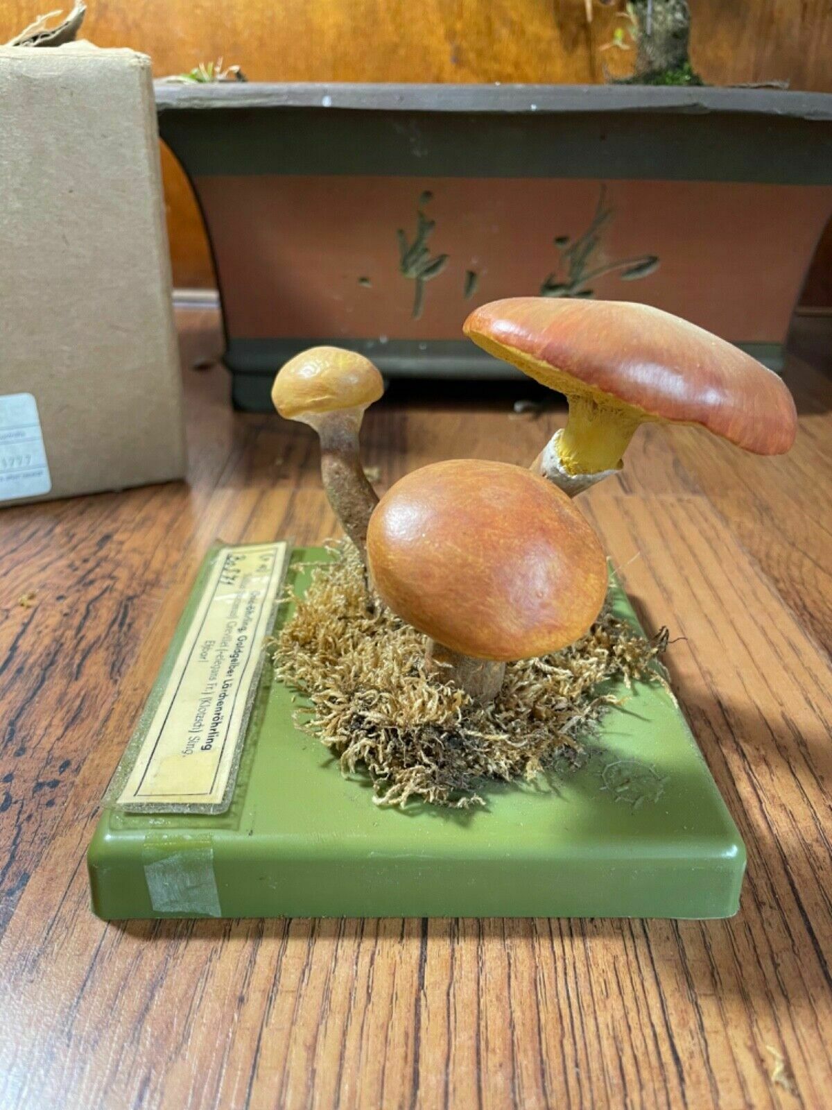 Vintage Somso Larch Bolete Mushrooms Educational School Model Fungus Grevilles photo 171.0