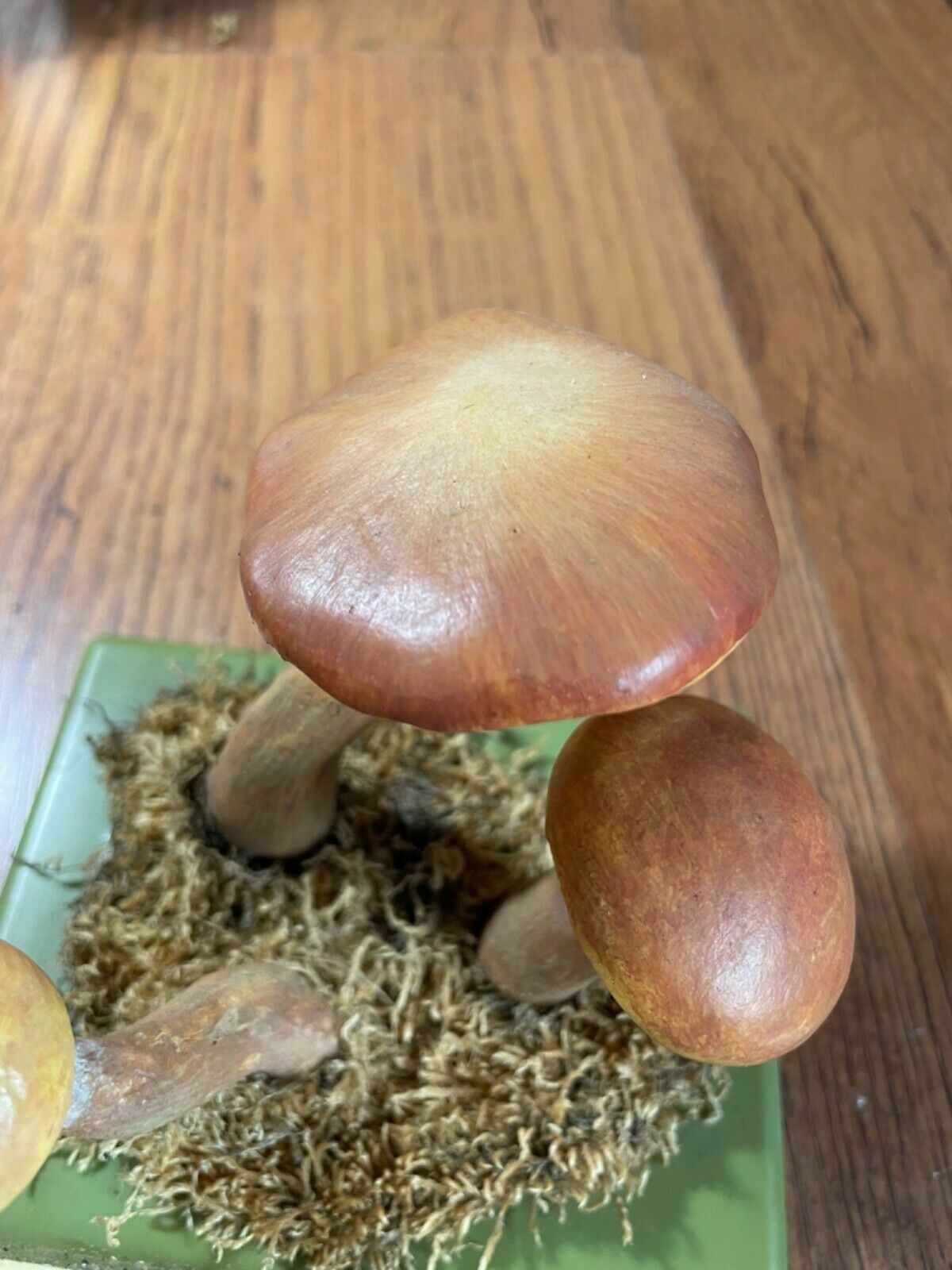 171.0 Vintage Somso Larch Bolete Mushrooms Educational School Model Fungus Grevilles photo