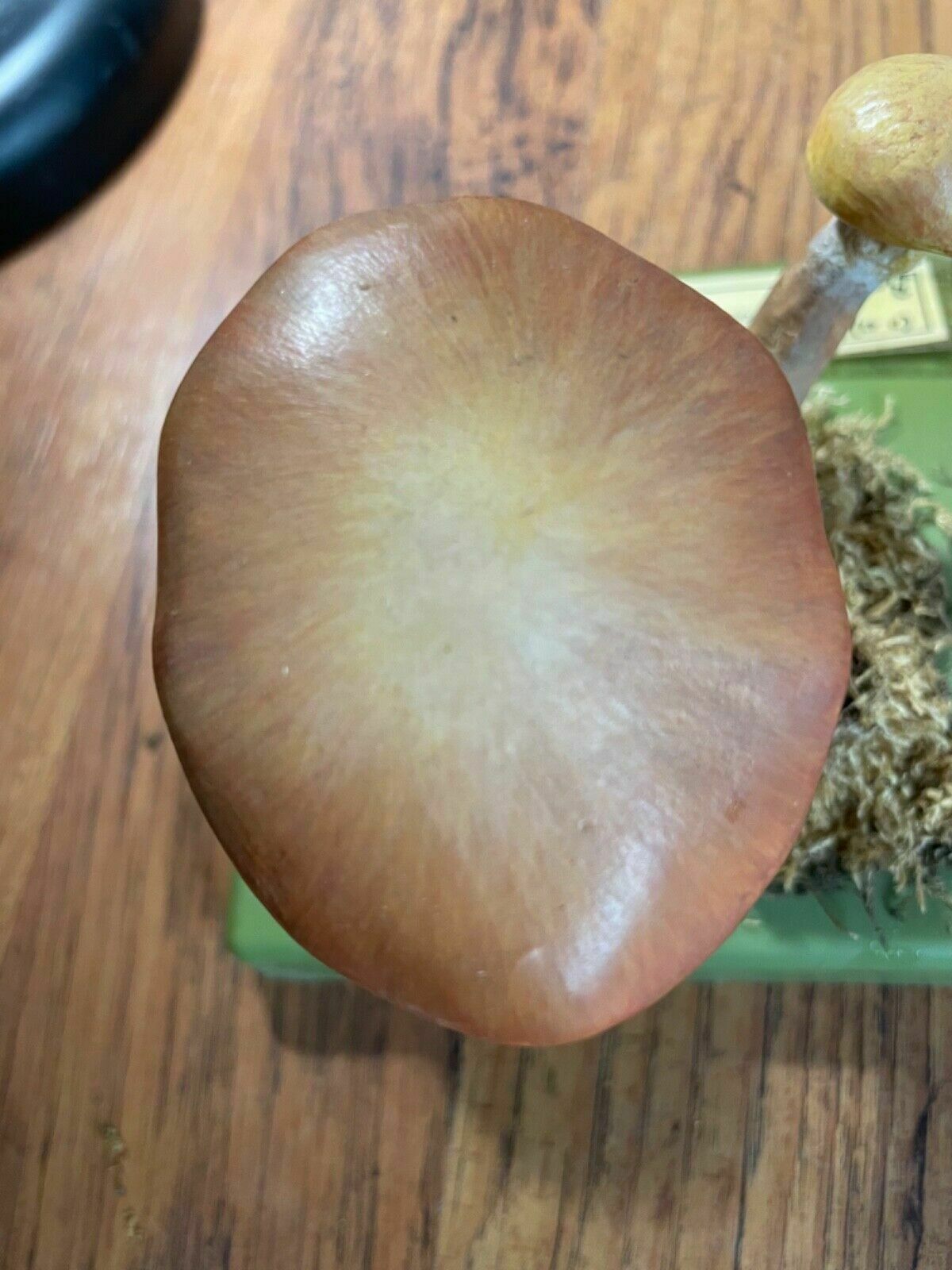 photo vinterior Vintage Somso Larch Bolete Mushrooms Educational School Model Fungus Grevilles