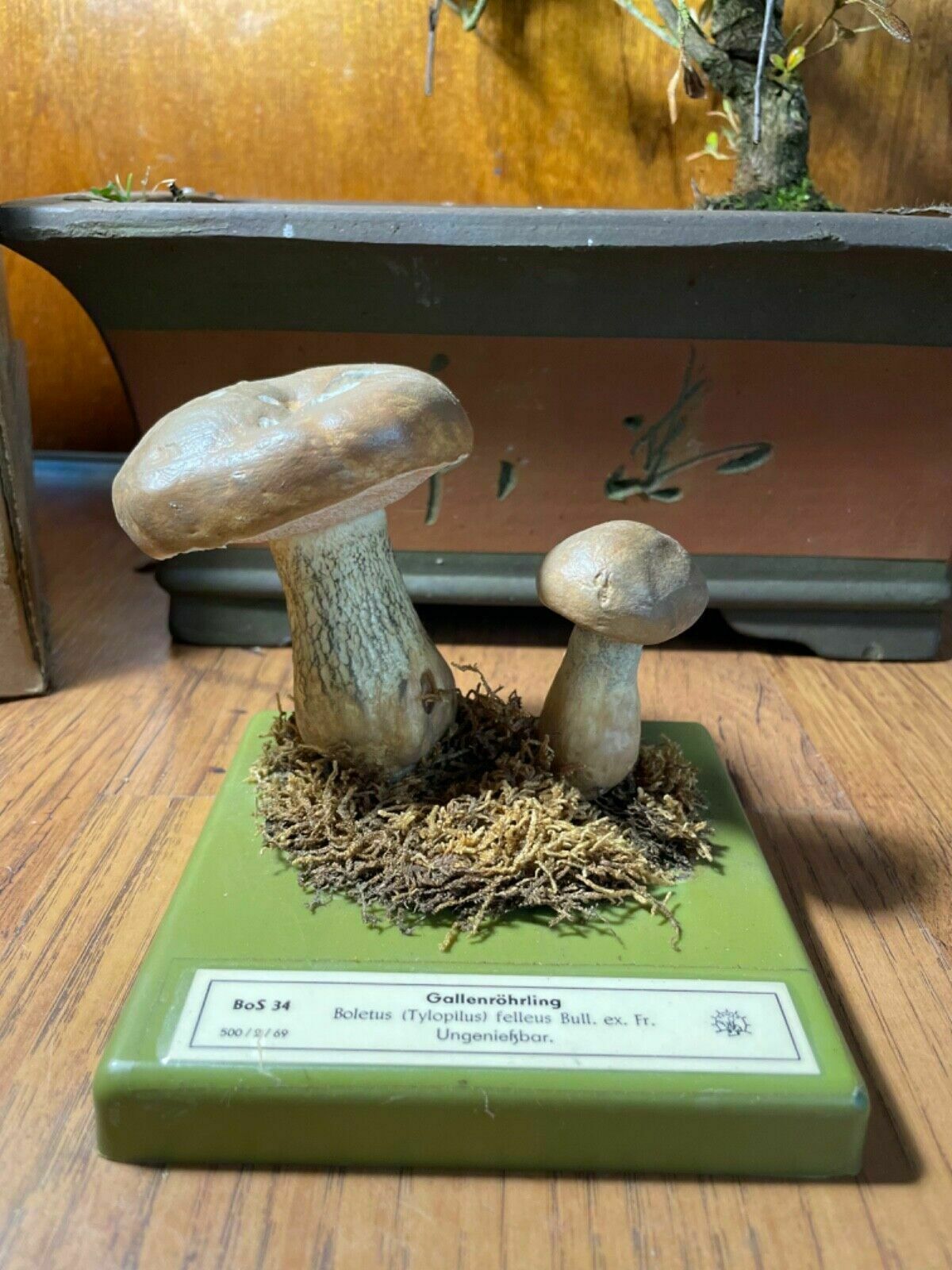 Vintage Somso Bitter Bolete Mushrooms Educational Model Fungus Toadstool Fungi photo furniture