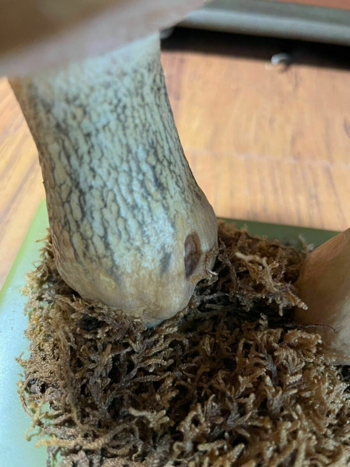 Home Decor Vintage Somso Bitter Bolete Mushrooms Educational Model Fungus Toadstool Fungi photo