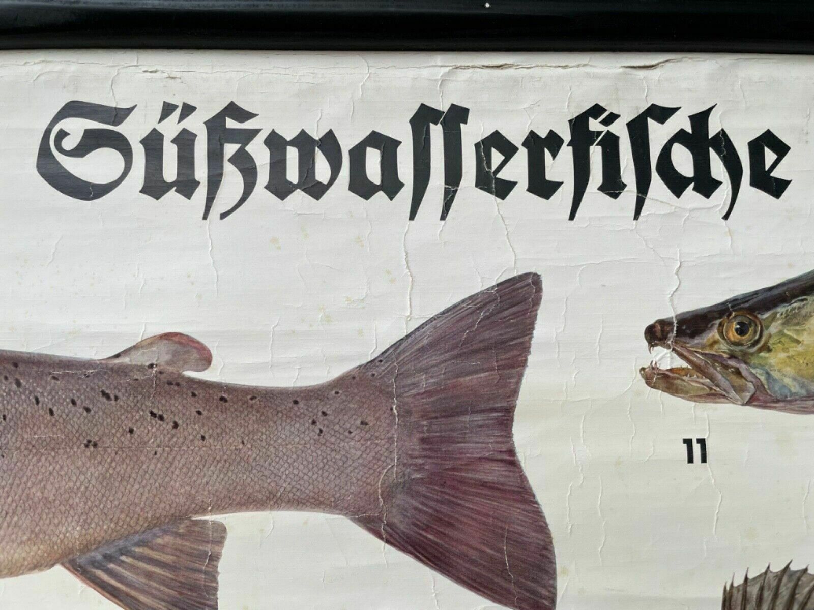 Vintage Freshwater Fish School Chart Enducational Chart Poster Coarse Fishing photo vinterior