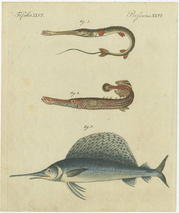 Set Of 4 Original Antique Prints Of A Swordfish And Many Other Fish Species photo for sale