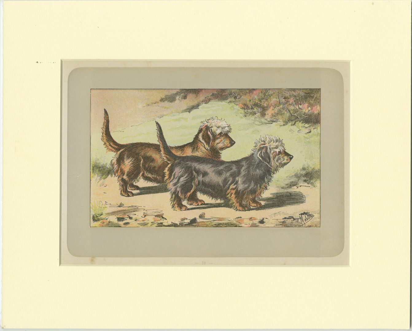 Antique Dog Print Of The Dandie Dinmont Terrier