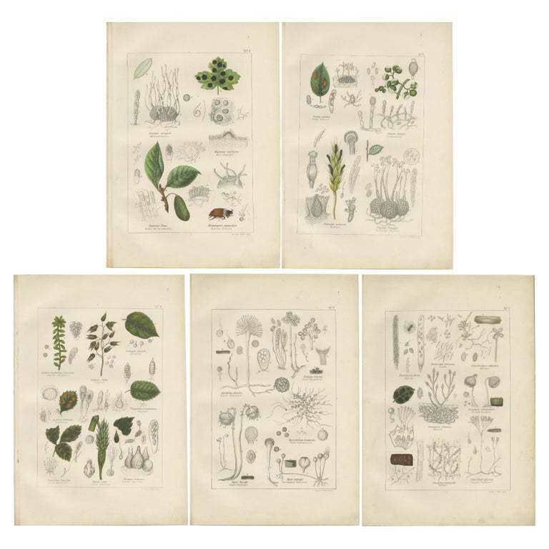 Set Of 5 Antique Mycology Prints Of Various Fungi