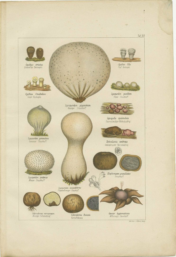 Set Of 6 Antique Mycology Prints Of The Common Stinkhorn And Other Mushrooms photo furniture