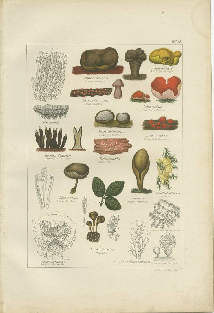 Set Of 6 Antique Mycology Prints Of The Common Stinkhorn And Other Mushrooms photo buy