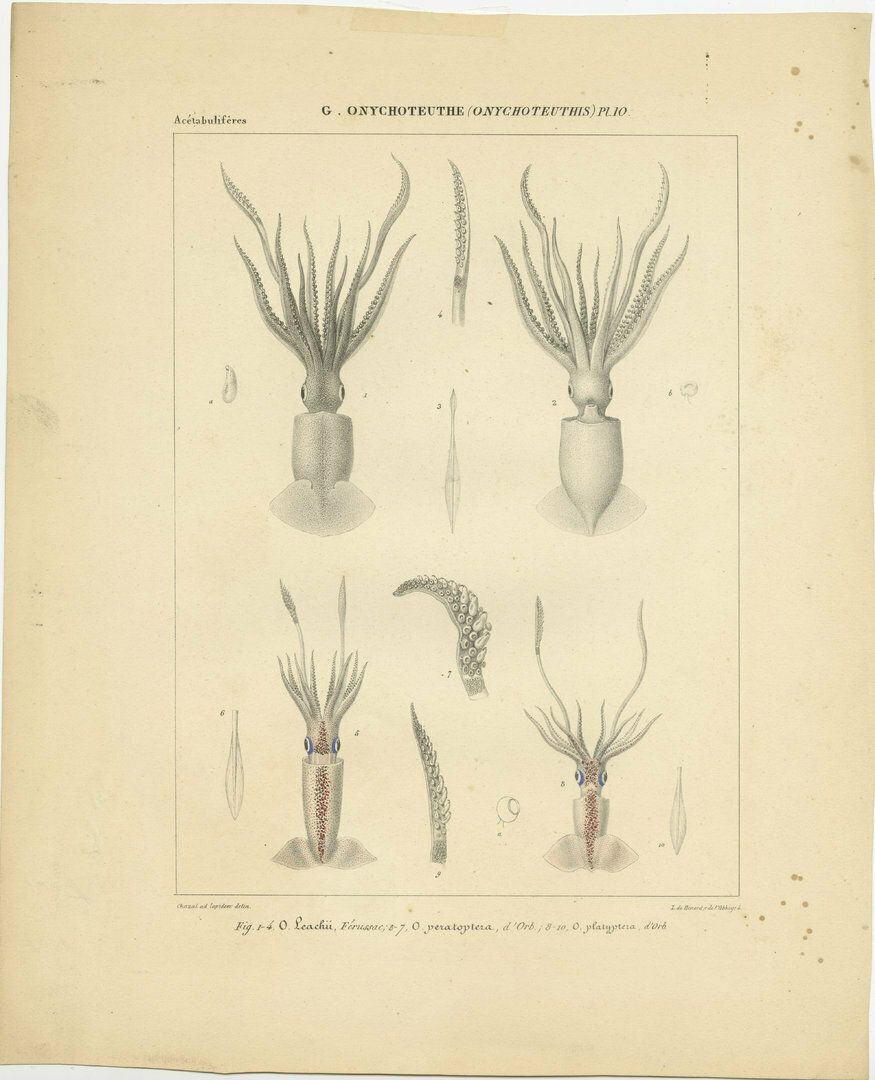 Antique Print Of Onychoteuthis Squid Species