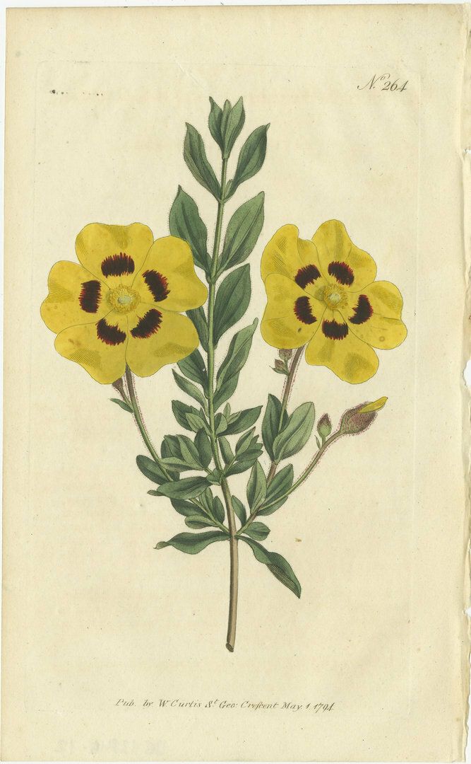 Set Of 3 Antique Botany Prints   Common Cytisus   Borbonia   Cistus photo Art