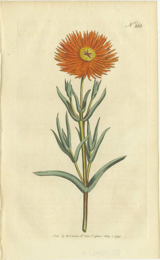 Antique Botany Print Of Mesembryanthemum Aureum Or Golden Fig Marigold