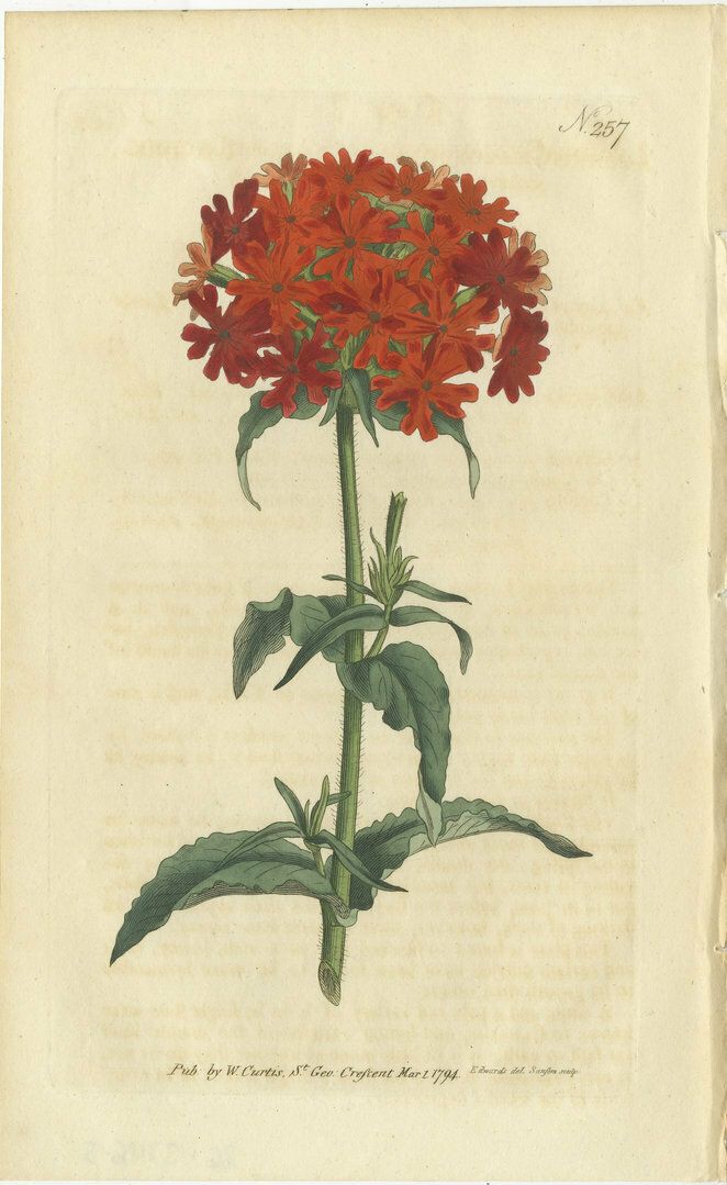 Set Of 3 Antique Botany Prints   Scarlet Lychnis   Lily   Cyrtanthus photo furniture