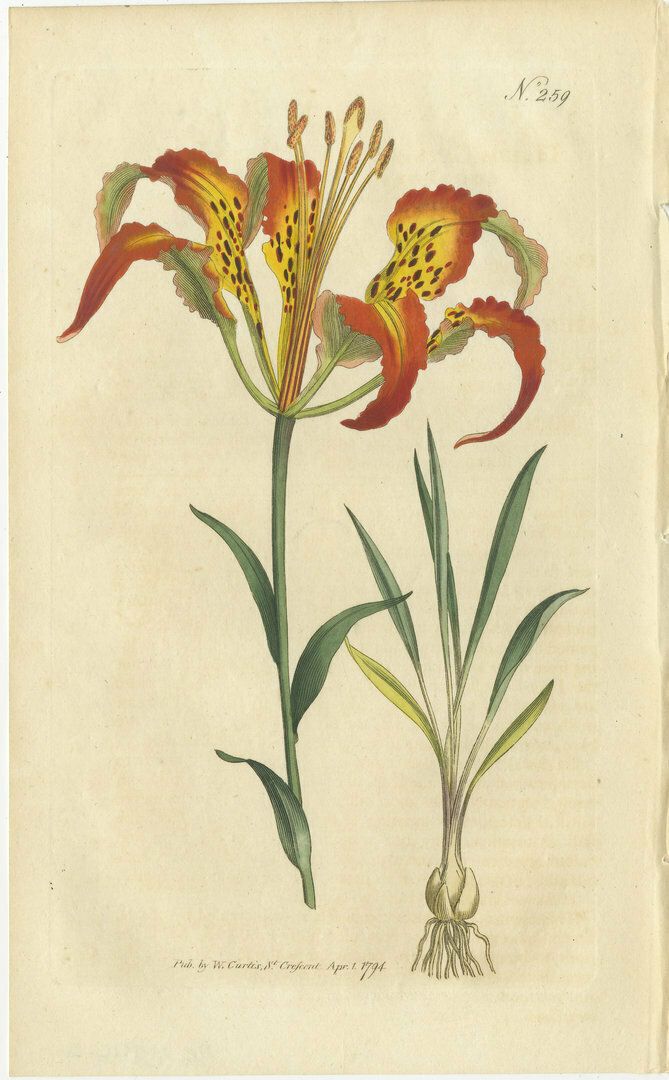 Set Of 3 Antique Botany Prints   Scarlet Lychnis   Lily   Cyrtanthus photo for sale