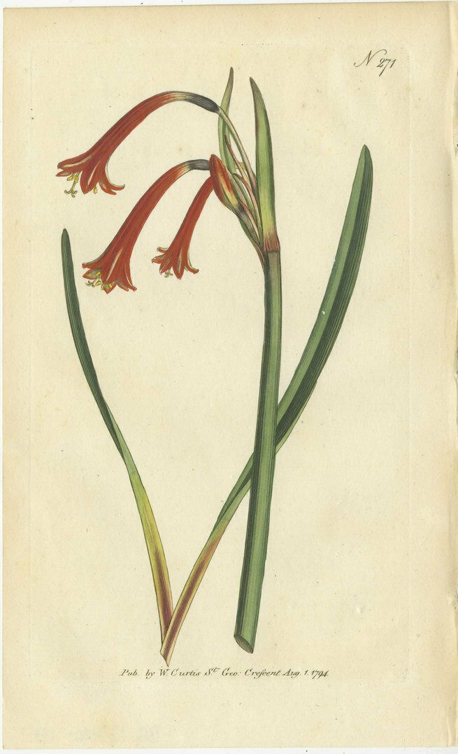 Set Of 3 Antique Botany Prints   Scarlet Lychnis   Lily   Cyrtanthus photo Art