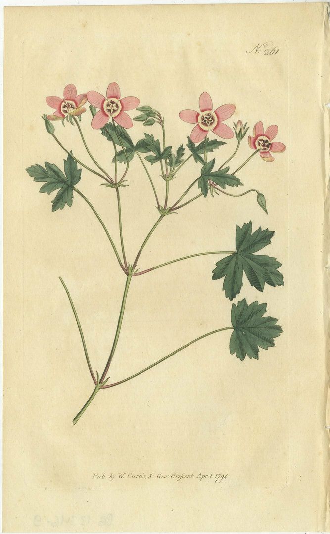 Set Of 3 Antique Botany Prints   Crane's Bill   Mahernia   Coronilla photo furniture