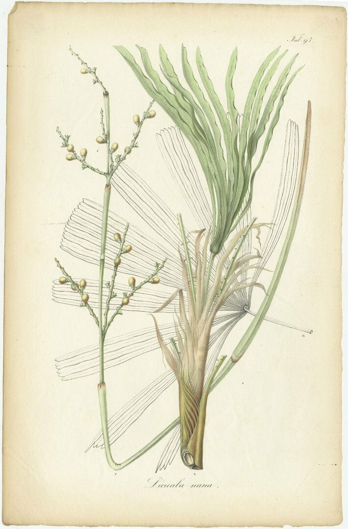 Antique Botany Print Of Licuala Nana, A Fan Palm