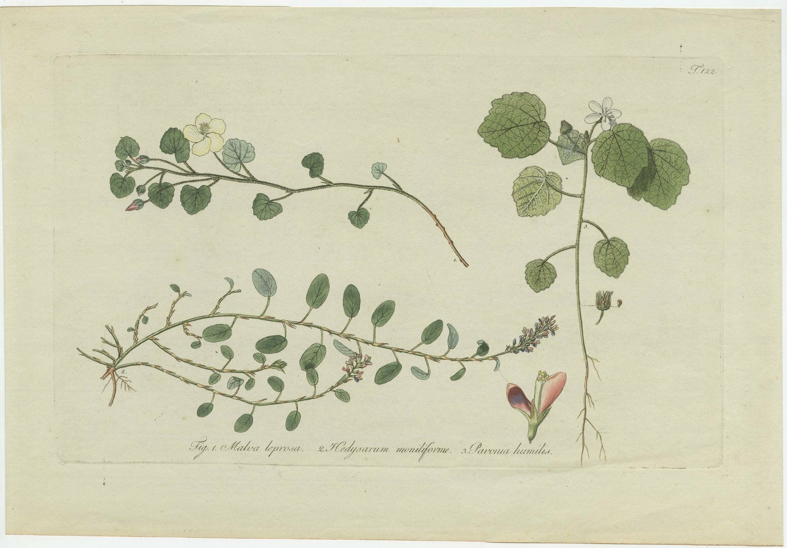 Antique Botany Print Of Malvella Leprosa And Other Flowering Plants