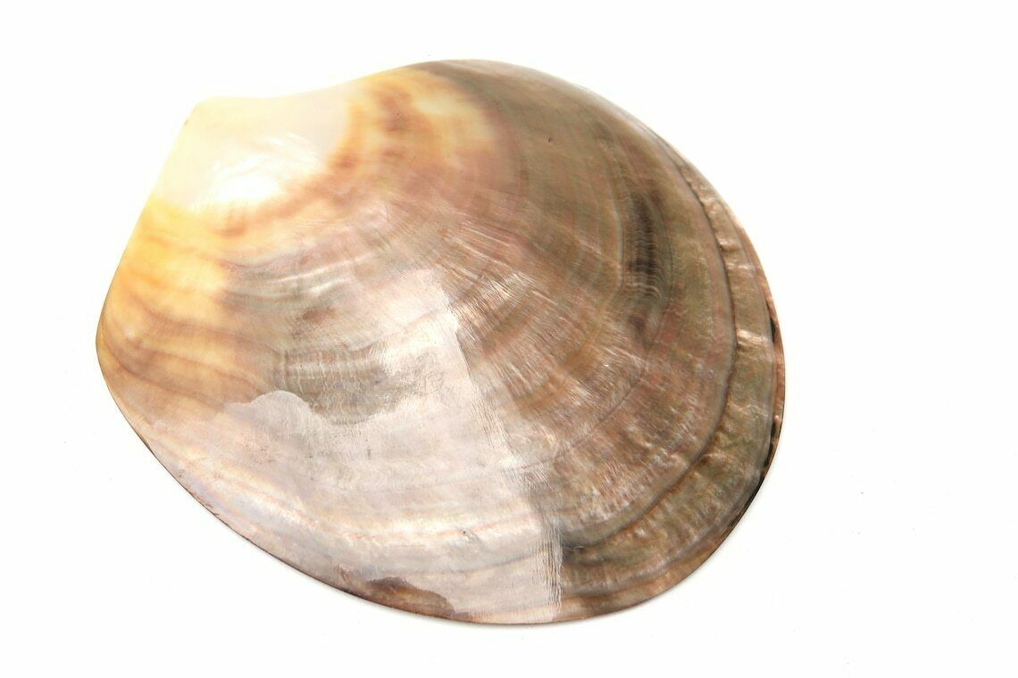Ringenschaaltje, Gepolijste Parelmoerschelp, Tiki Decoratie, Jaren 1970 / Bohemian Sieradendisplay, Folk, Nautisch, Parelmoer, Tiki, Hawaii, Abalone photo Woonaccessoires