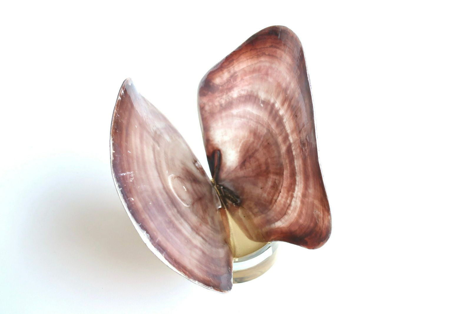 Butterfly Sculpture, Placenta Sella Seashells With Resin Base, 1970s / Cabinet Of Curiosities, Bathroom, Boho Chic, Folk photo for sale
