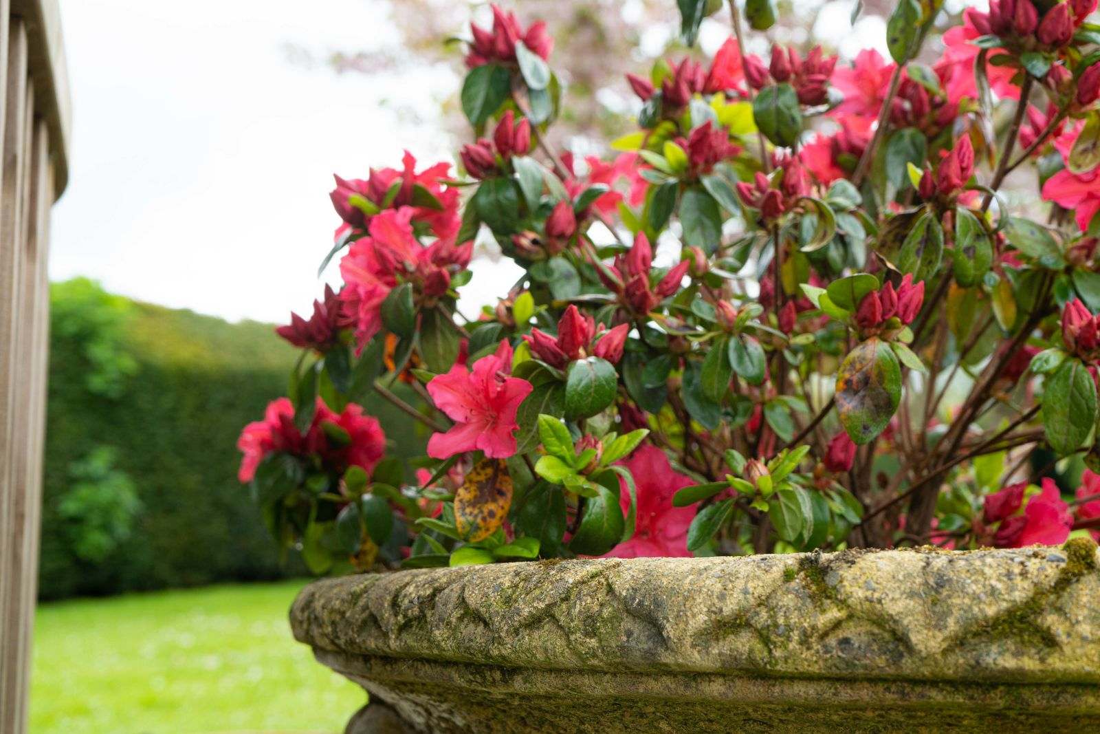 Large Oval Ornate Garden Urn photo buy