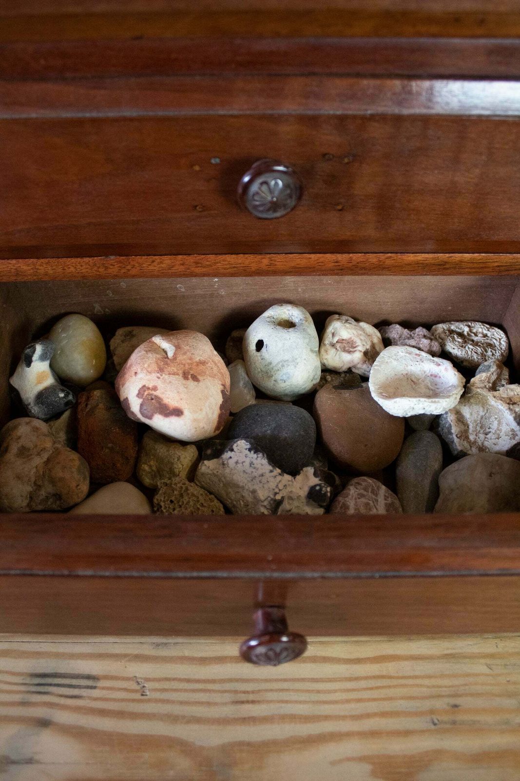Tabletop Mahogany Collectors Drawers Filled With Shells photo for sale