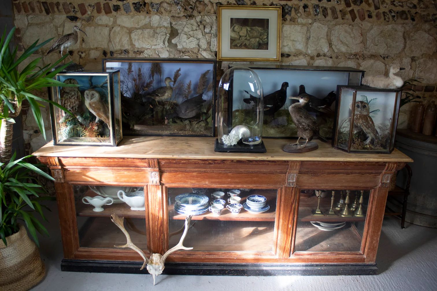 Taxidermy Black Grouse In Ebonised Case photo for sale