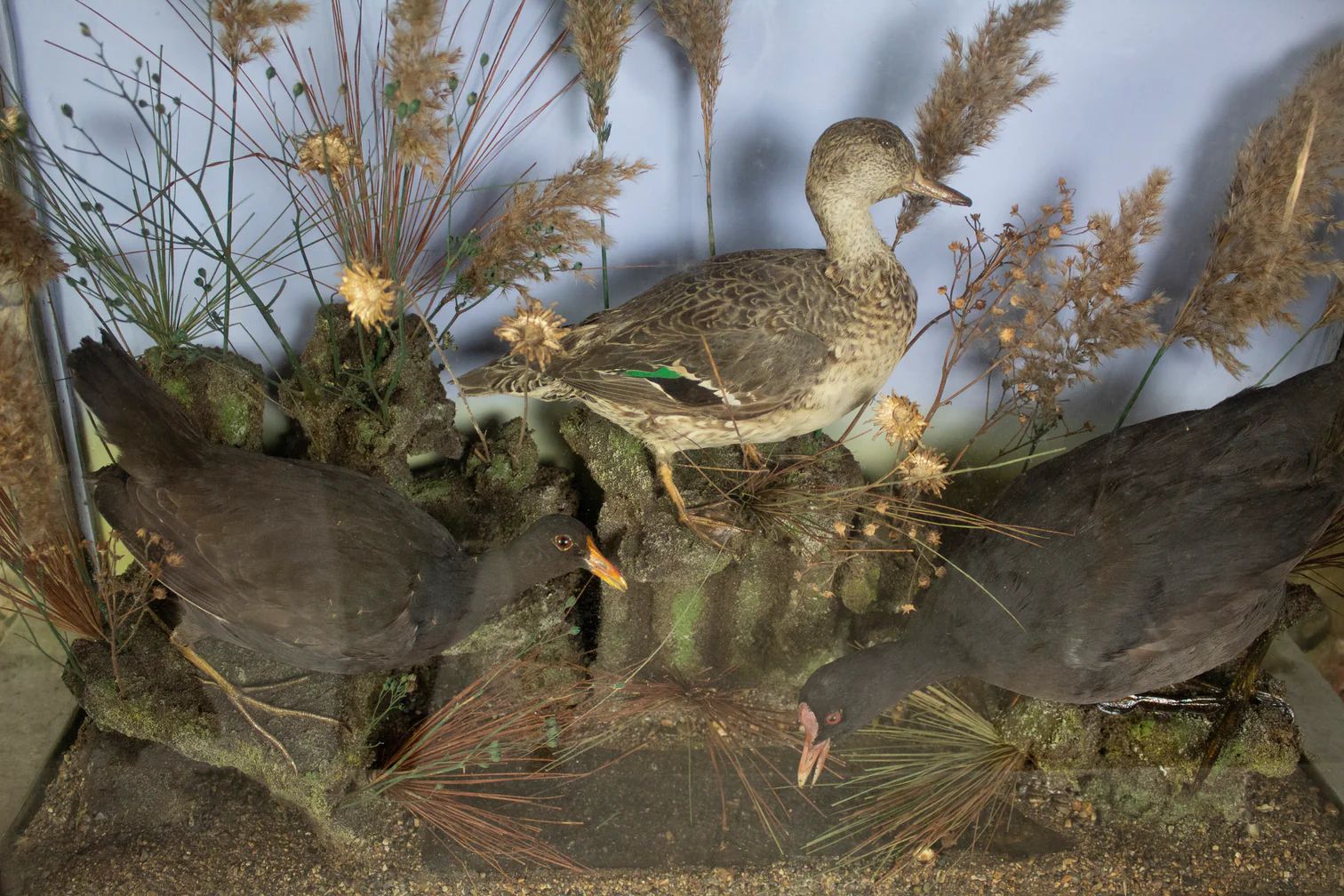 Taxidermy Water Birds photo Home Decor