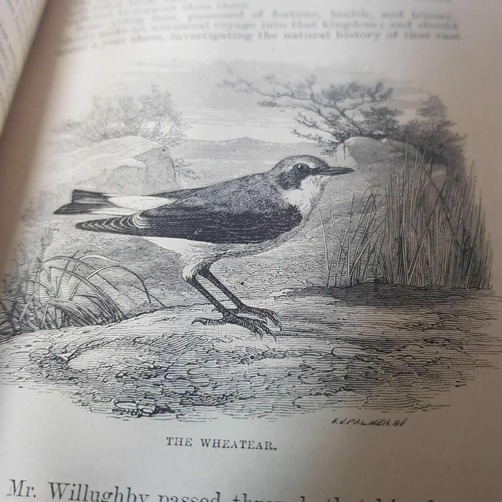 The Natural History Of Selborne By Gilbert White 1887 Edition, Natural History Classic photo buy