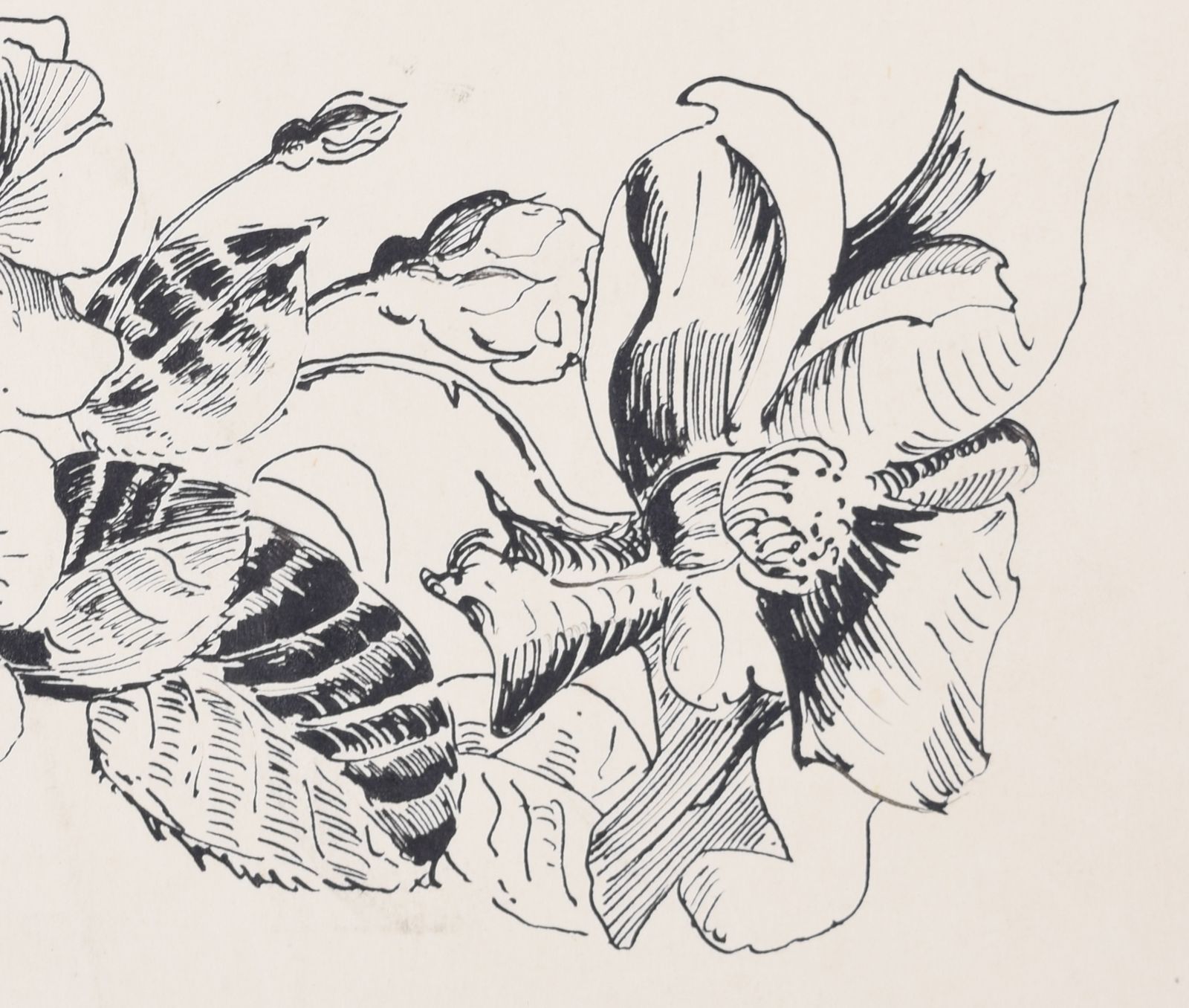 Flowers Still Life Study Drawing By Gerald Mac Spink photo Art