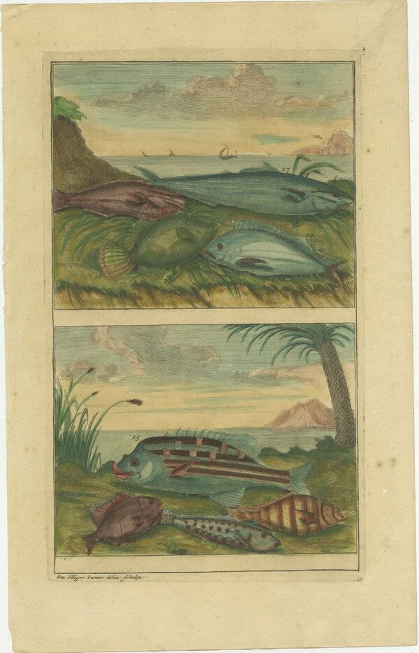 Art Set Of 12 Colored Antique Prints Of Various Fishes And Crustaceans photo