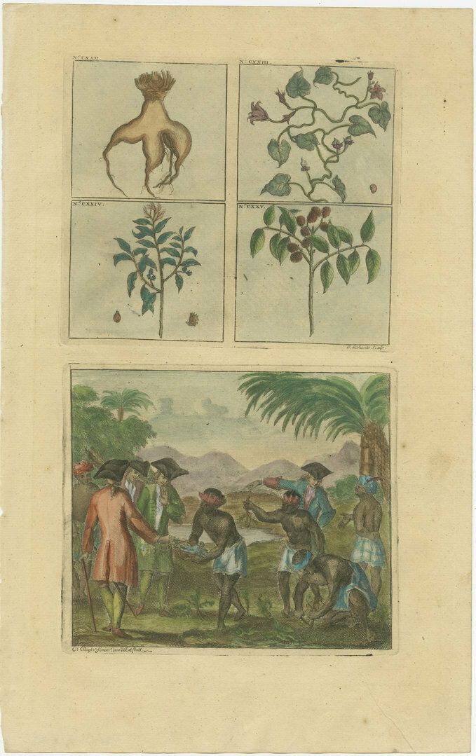 Colored Antique Print Of Plants, Trees And Indonesian Natives With Voc Men