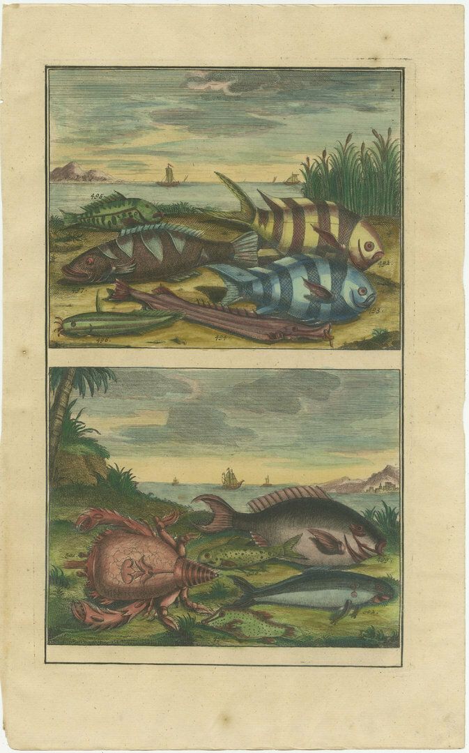 Set Of 4 Colored Antique Prints Of Various Fishes And Crustaceans photo Art