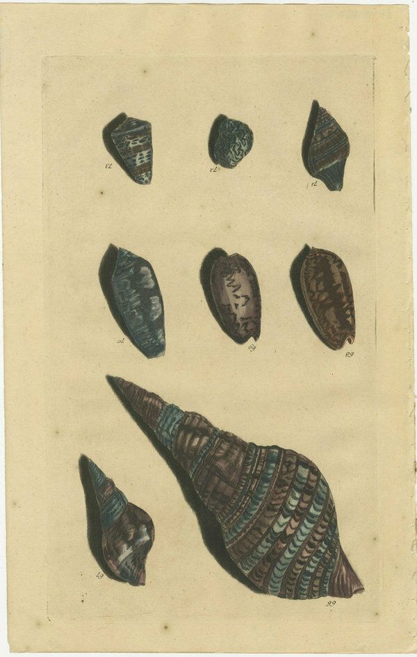 Set Of 4 Colored Antique Prints Of Various Sea Shells And Molluscs photo 803.0