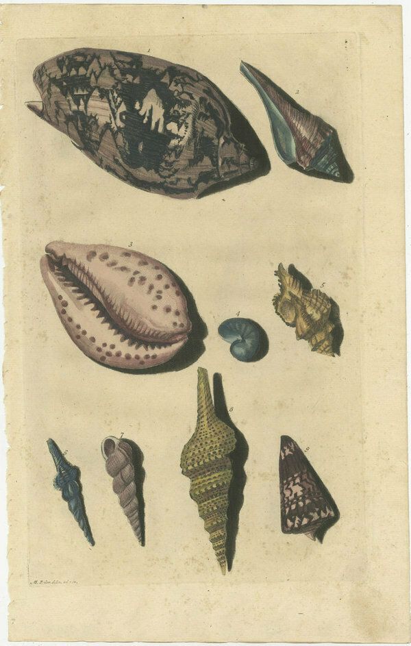 Colored Antique Print Of Various Sea Shells And Molluscs