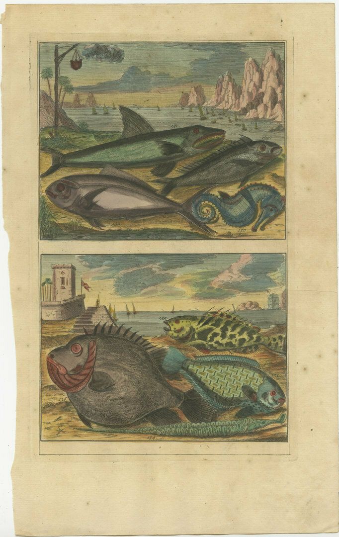 Set Of 12 Colored Antique Prints Of Various Fish Species And Other Marine Life photo buy