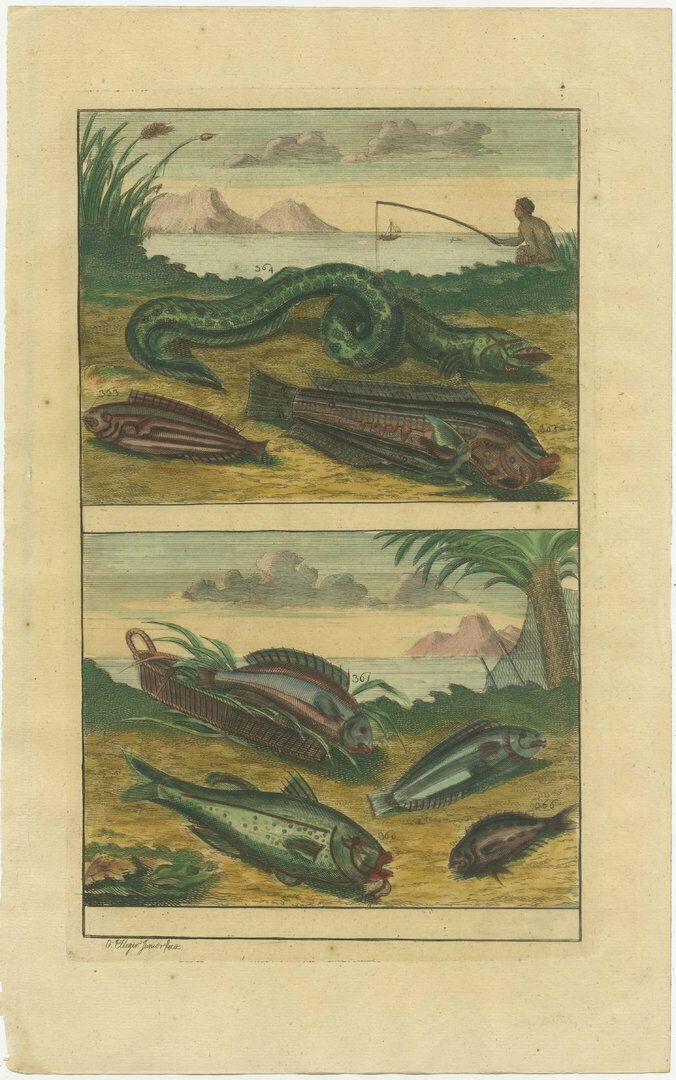 photo for sale Set Of 12 Colored Antique Prints Of Various Fish Species And Other Marine Life