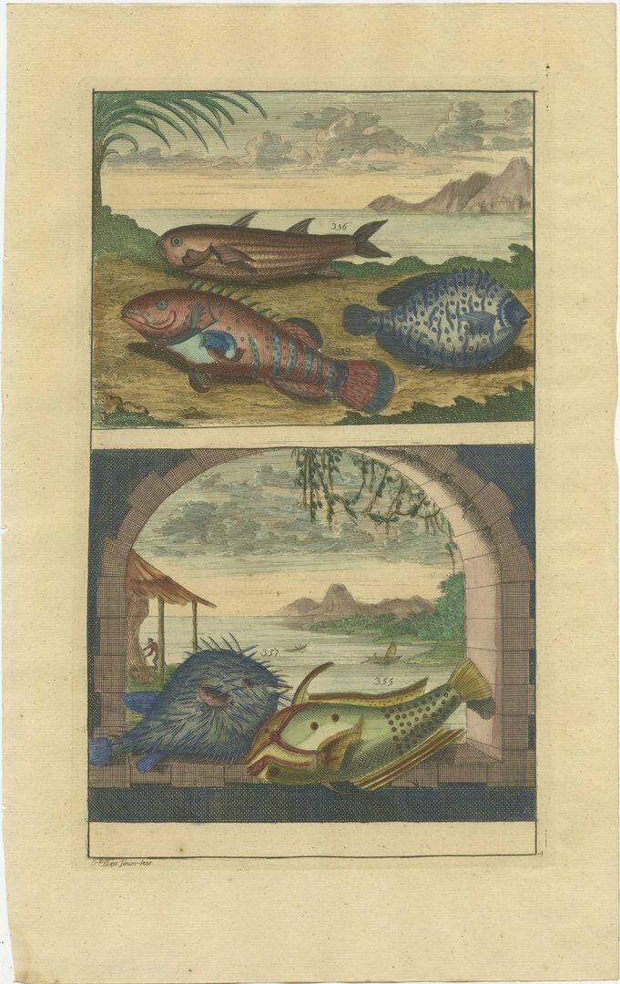 Set Of 8 Colo Red Antique Prints Of Various Fishes And Crustaceans photo buy