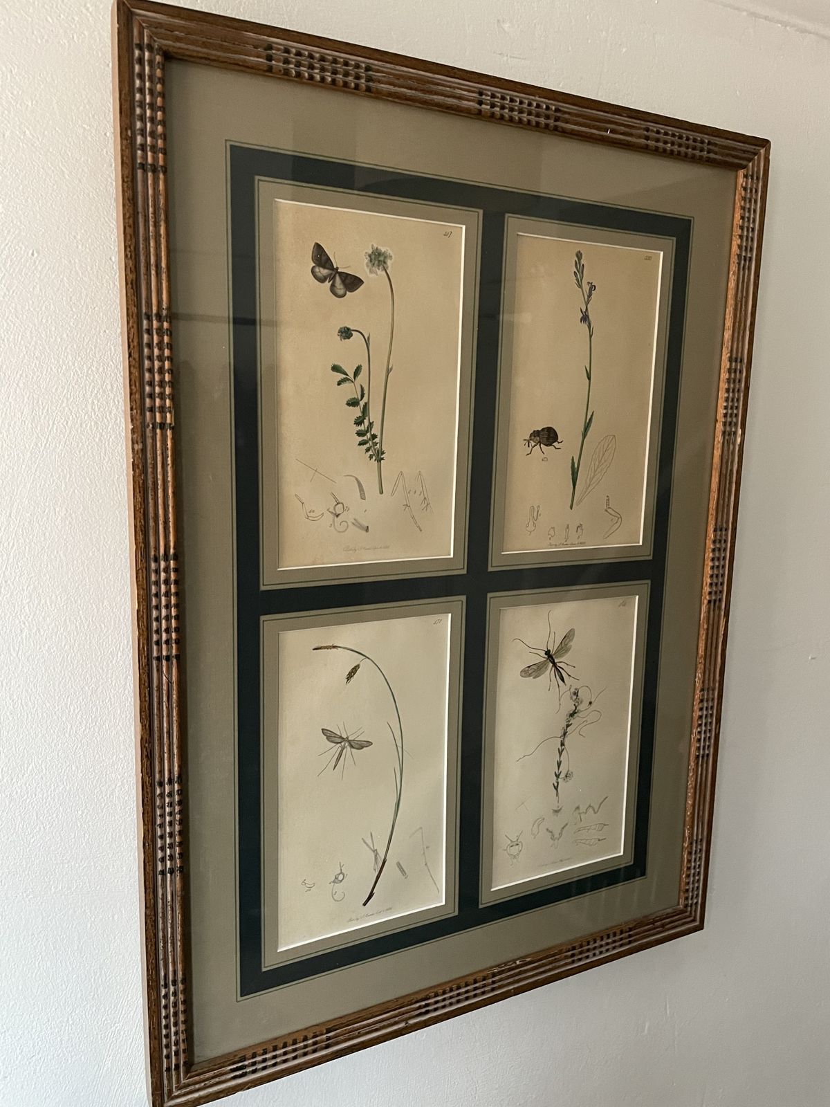 Antique Botanicals With Insects And Plants By John Curtis photo for sale