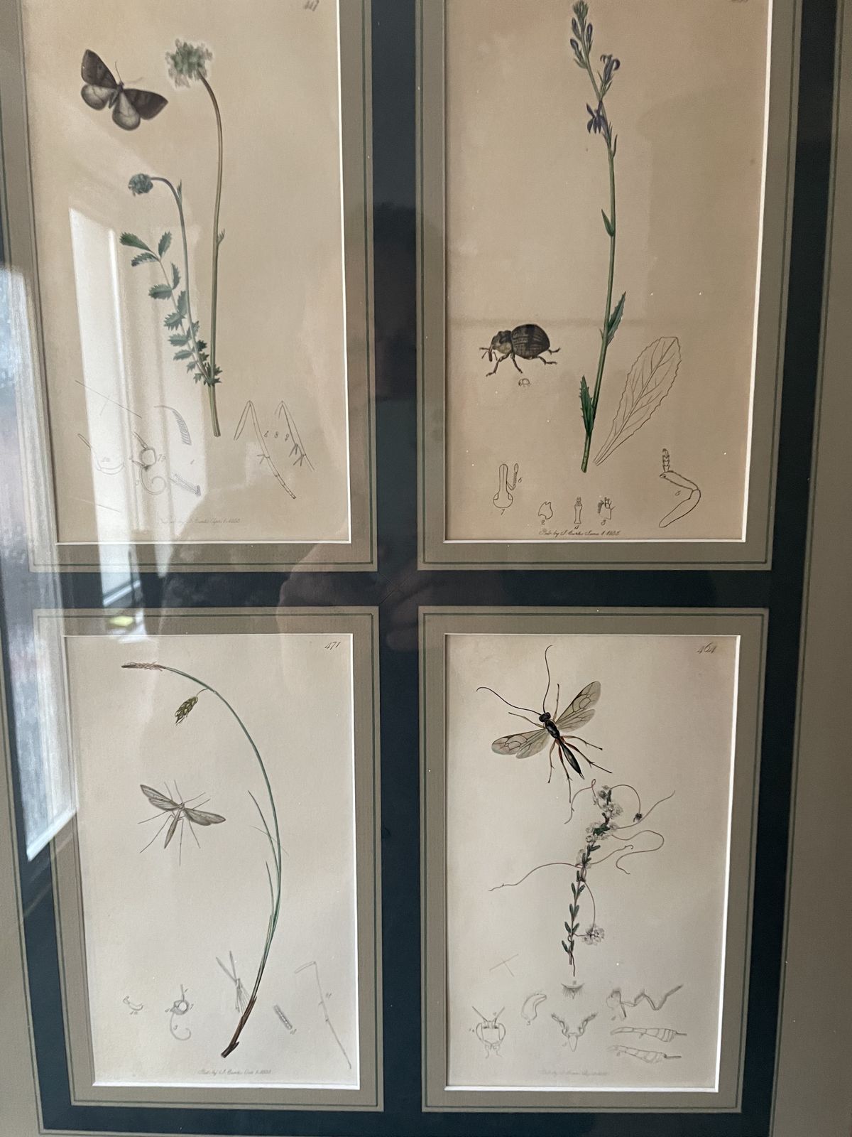 Antique Botanicals With Insects And Plants By John Curtis photo vinterior